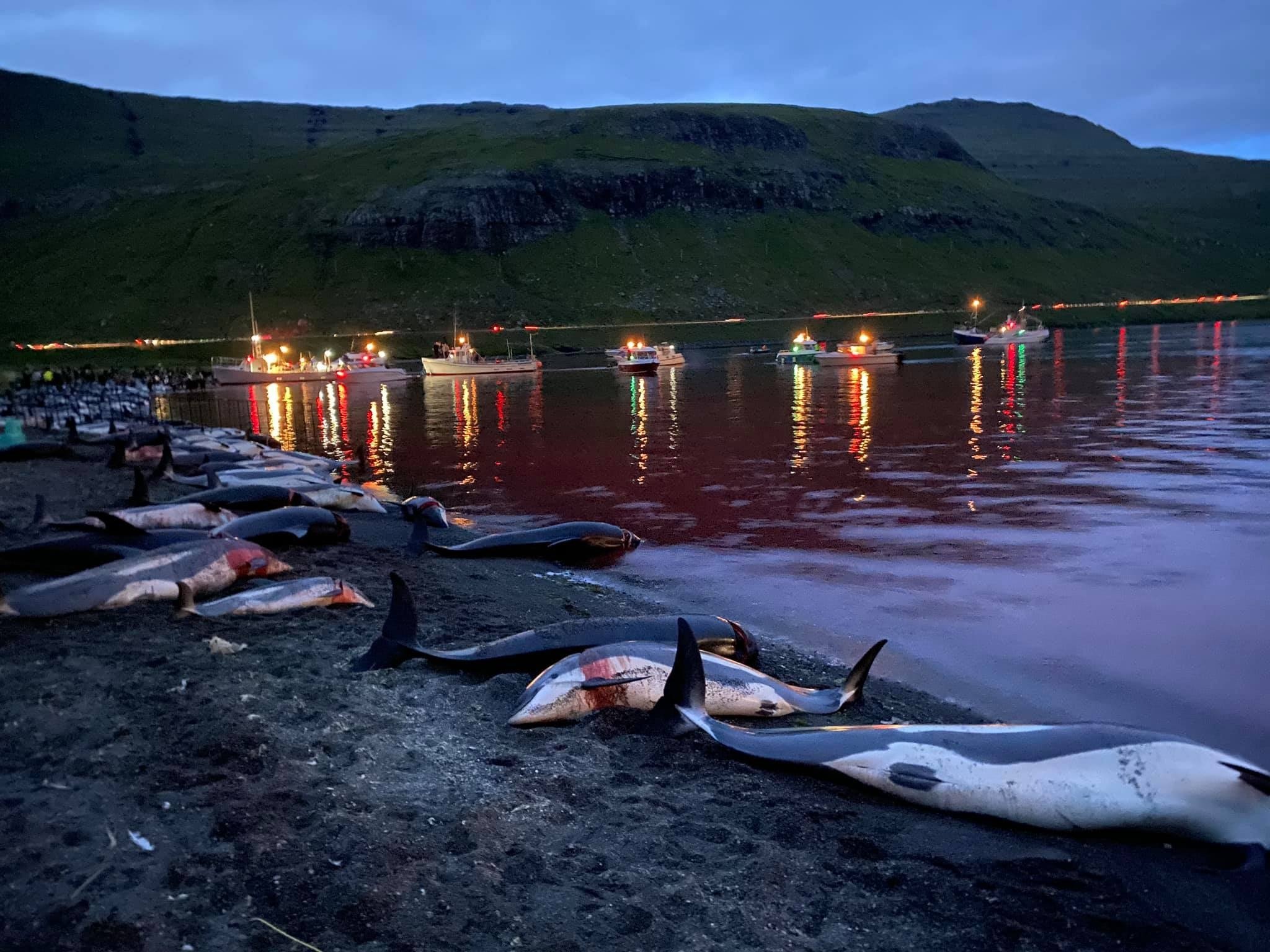 The carcasses of dead white-sided dolphins lie on a beach after being pulled from the blood-stained water on the island of Eysturoy, part of the Faeroe Islands, Sept. 12, 2021. (IHA Photo)
