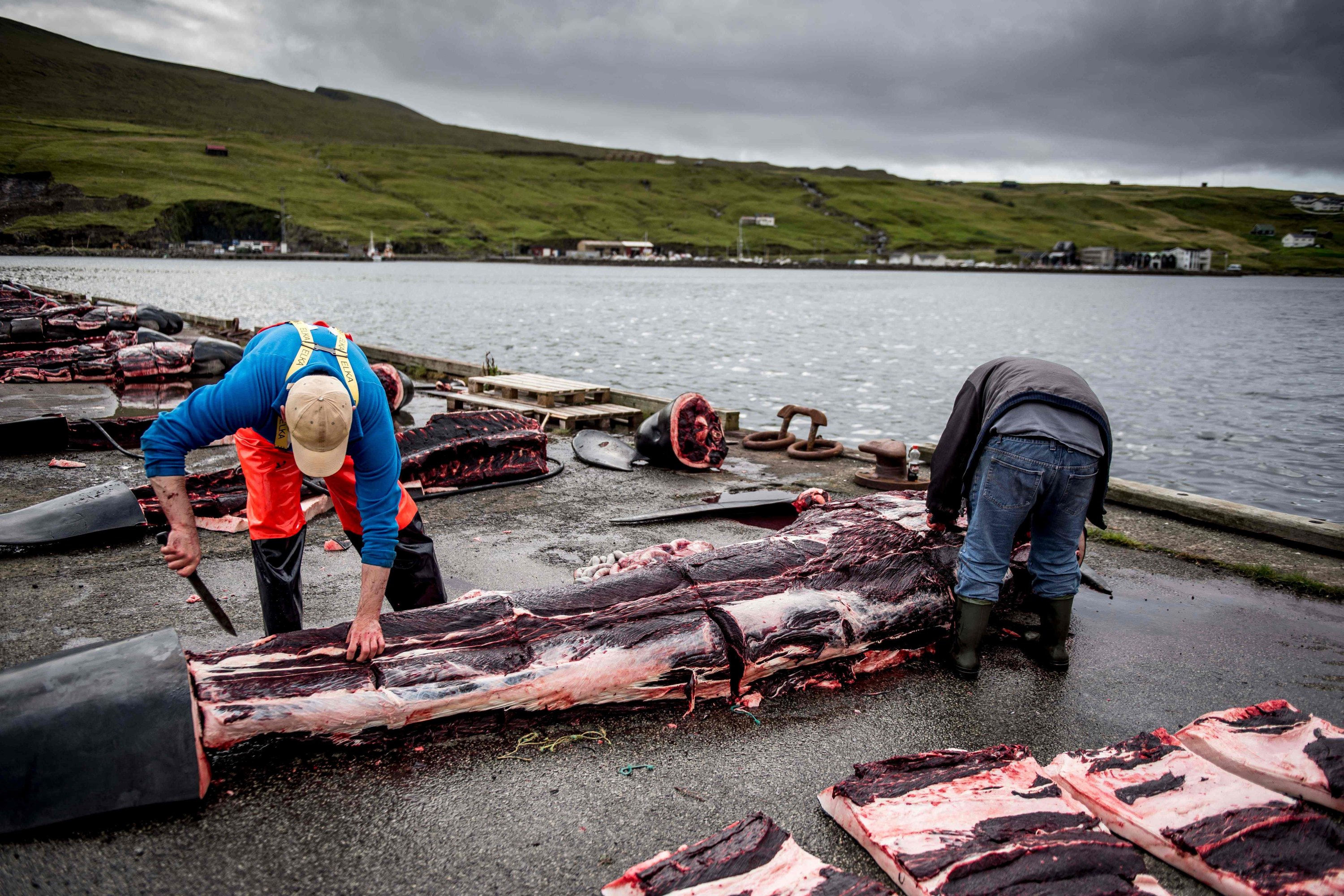 Men skin the body of a pilot whale on the quay in Jatnavegur, near Vagar on the Faroe Islands, on Aug. 22, 2018. (AFP Photo)