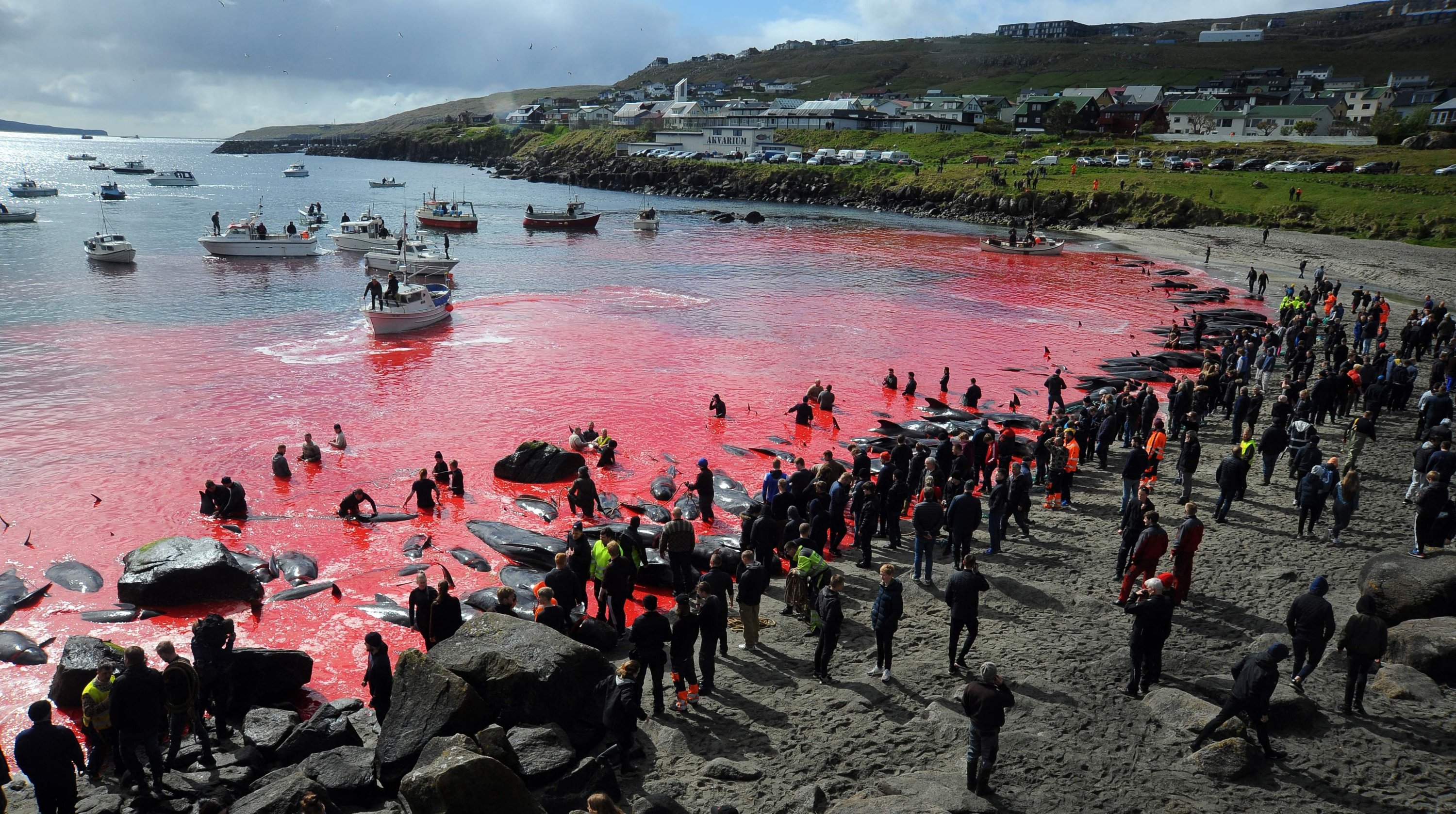 People gather in front of the sea, colored red, during a pilot whale hunt in Torshavn, Faroe Islands, May 29, 2019. (AFP Photo)