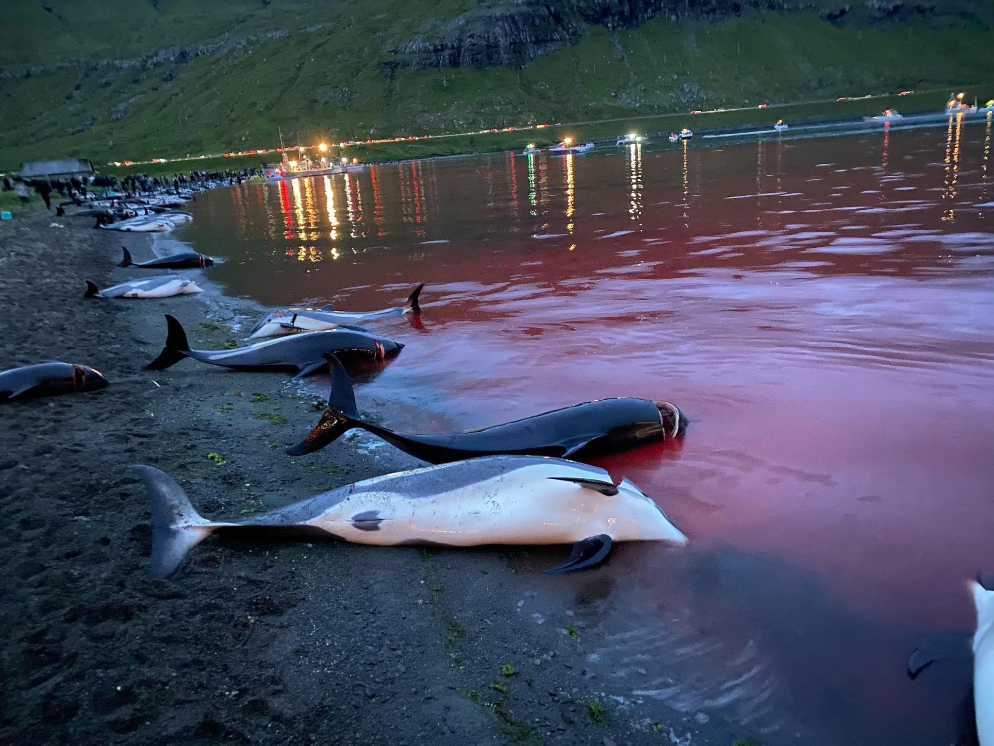 The carcasses of dead white-sided dolphins lie on a beach after being pulled from the blood-stained water on the island of Eysturoy, part of the Faeroe Islands, Sept. 12, 2021. (Sea Shepherd via AP)
