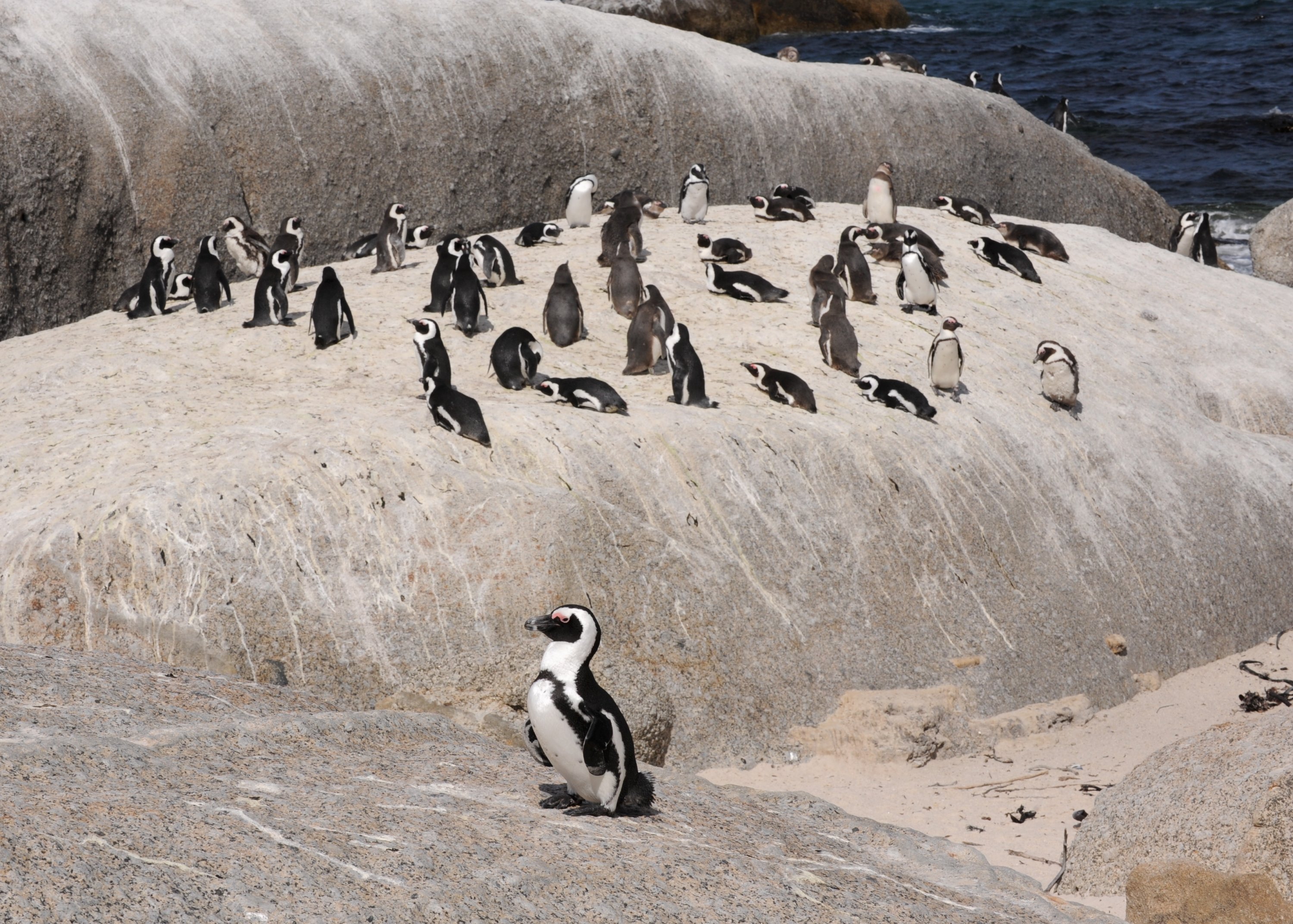  Penguin Rock in Simon