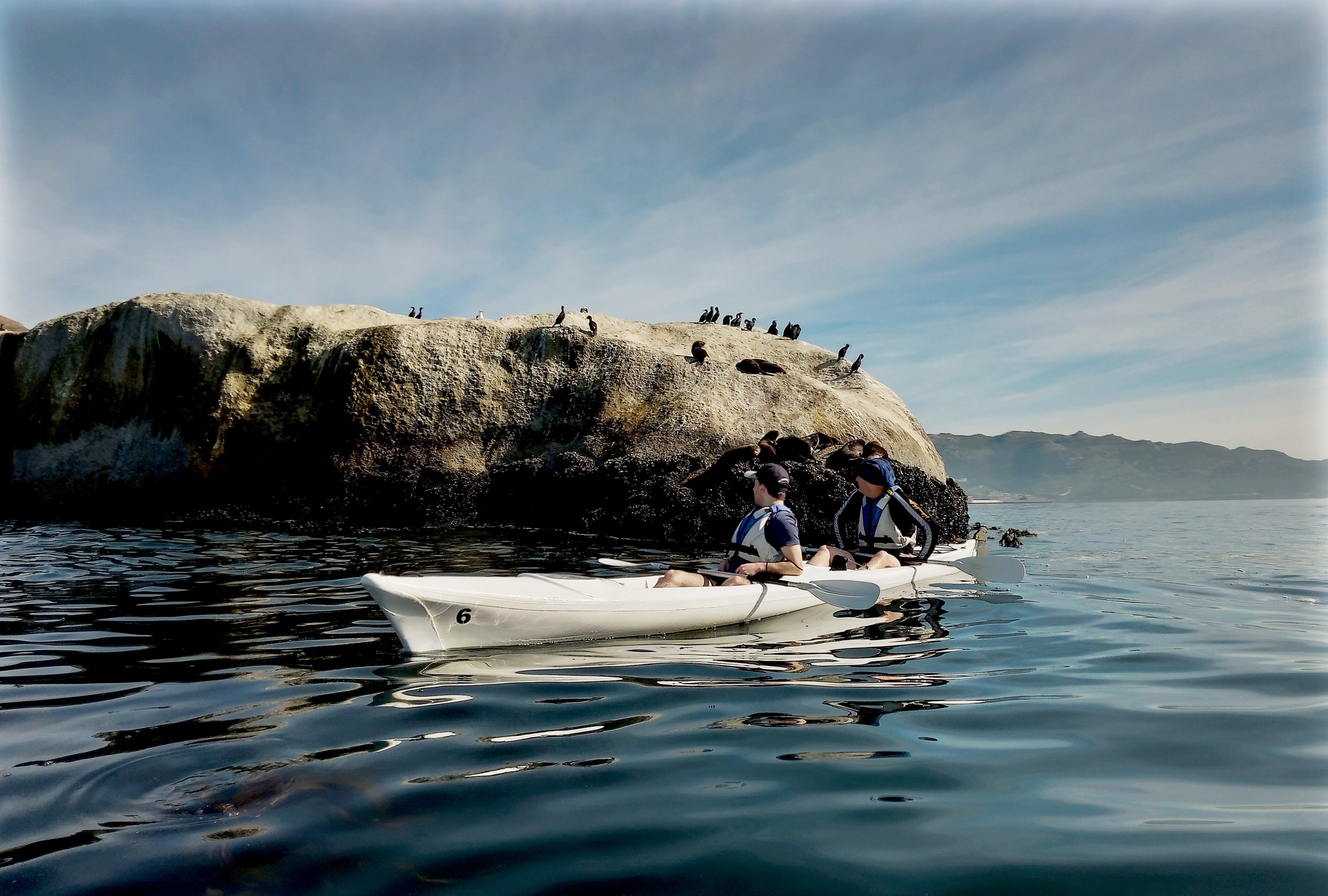  The seabirds say hello: the Cape Peninsula is easy to explore from the water. (Christian Selz/dpa Photo)