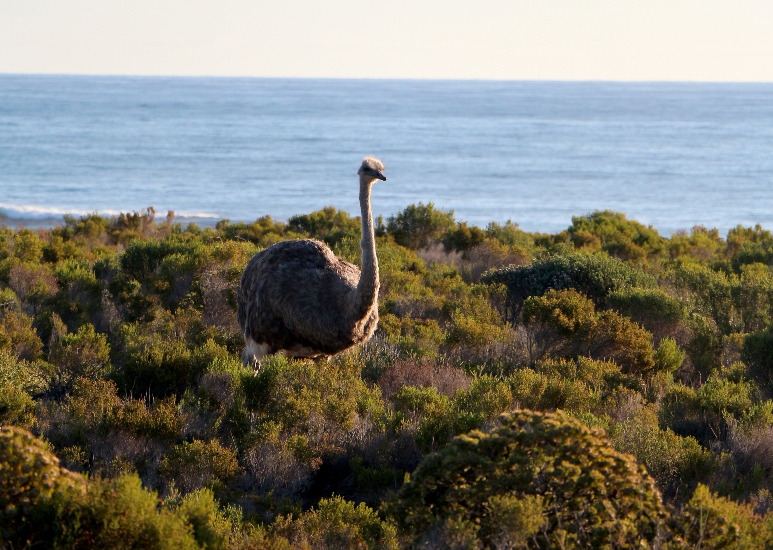 This female ostrich has clocked some nearby tourists – and soon starts to flee. (Christian Selz/dpa Photo)