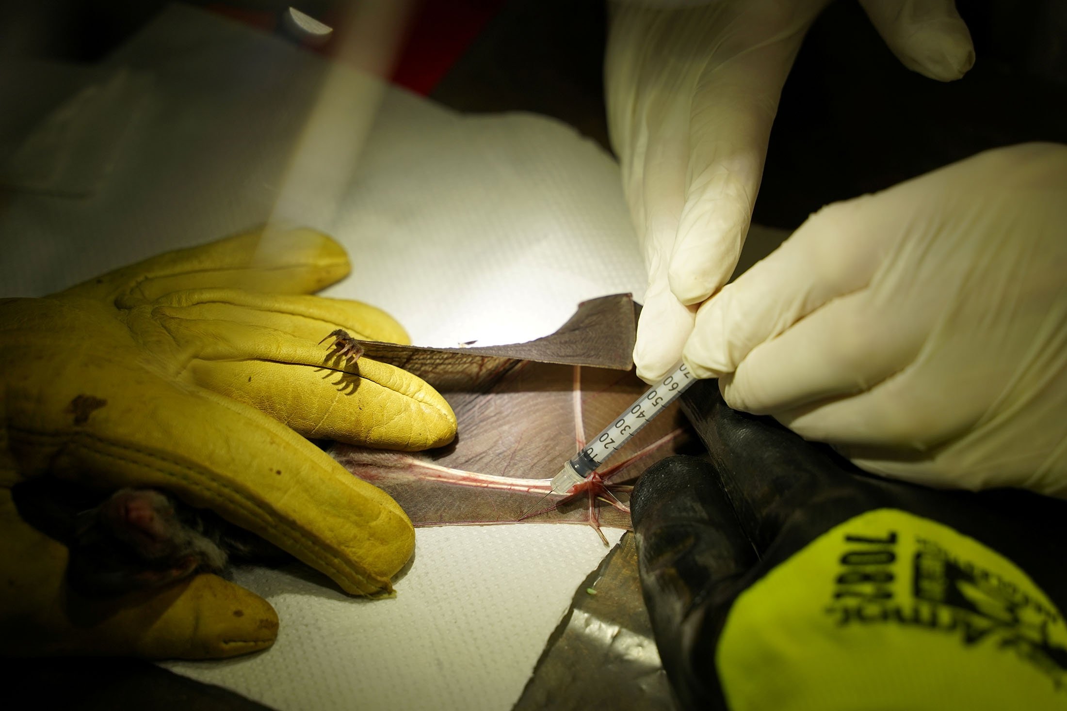 Researchers from the Institut Pasteur du Cambodge take a blood sample from a bat captured at Chhngauk Hill in Thala Borivat District, Steung Treng Province, Cambodia, Aug. 31, 2021. (Reuters Photo)