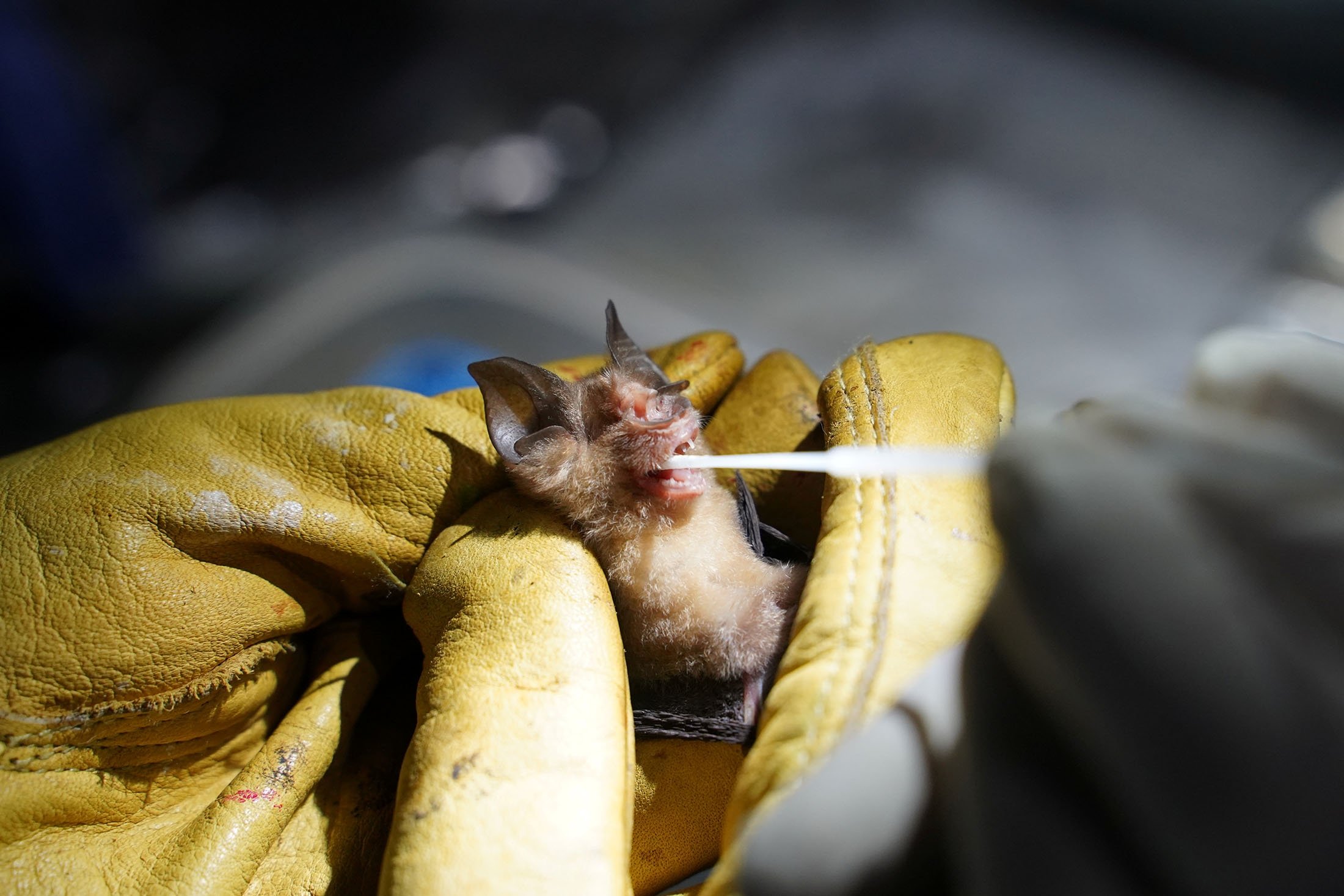 A researcher from the Institut Pasteur du Cambodge takes an oral swab from a bat that was captured at Chhngauk Hill in Thala Borivat District, Steung Treng Province, Cambodia, Aug. 30, 2021. (Reuters Photo)