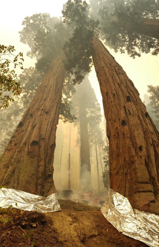 In this handout picture released by the National Park Service on Sep. 19, 2021 smoke rises around sequoia trees, the bases of which have been wrapped with protective structural wrap, in the 'Four Guardsmen' area of the Giant Forest, during the KNP Complex fire in the Sequoia National Park, California, U.S., Sept. 18, 2021. (NATIONAL PARK SERVICE via AFP)