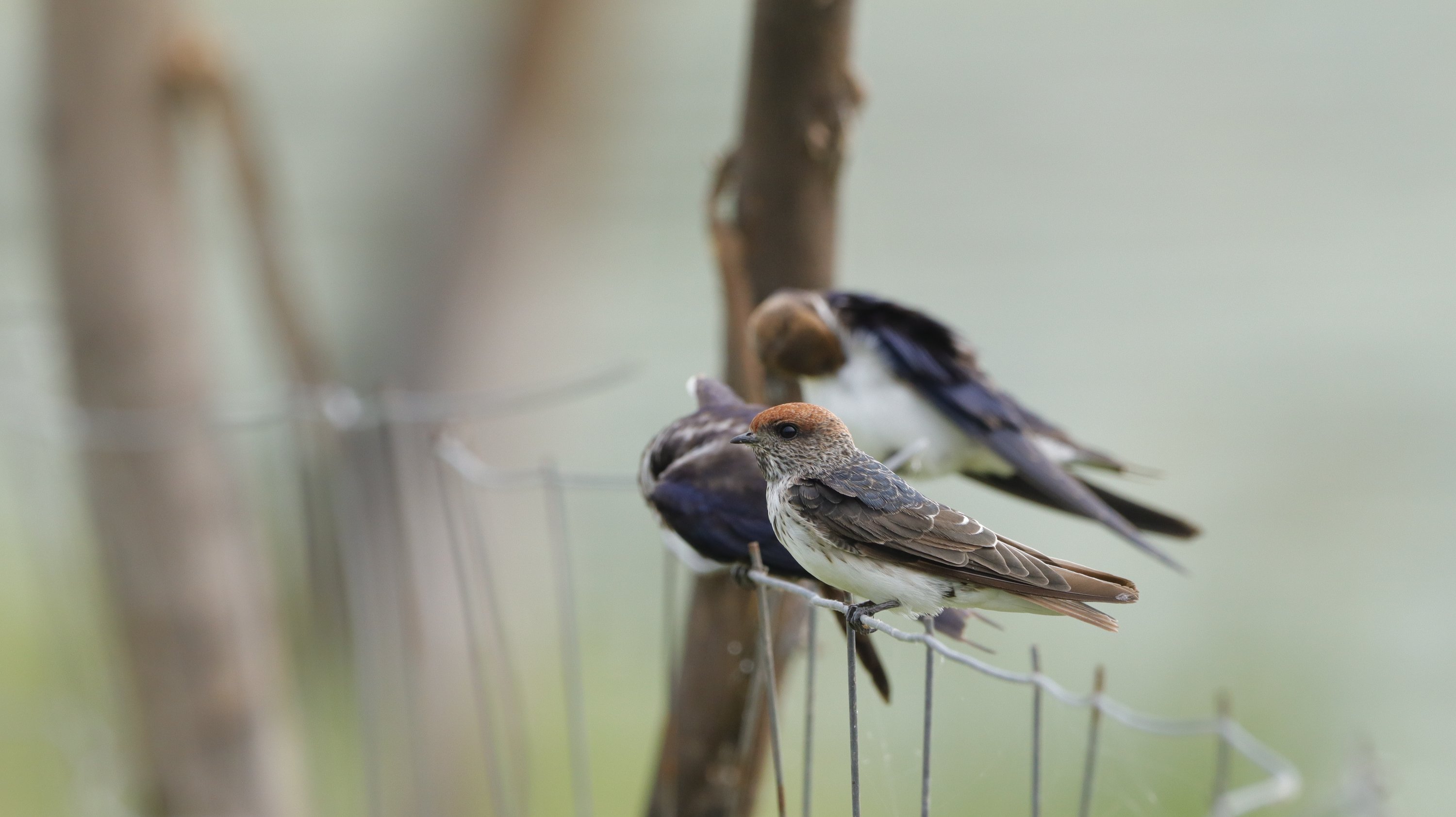 A streak-throated swallow. (Shutterstock Photo)