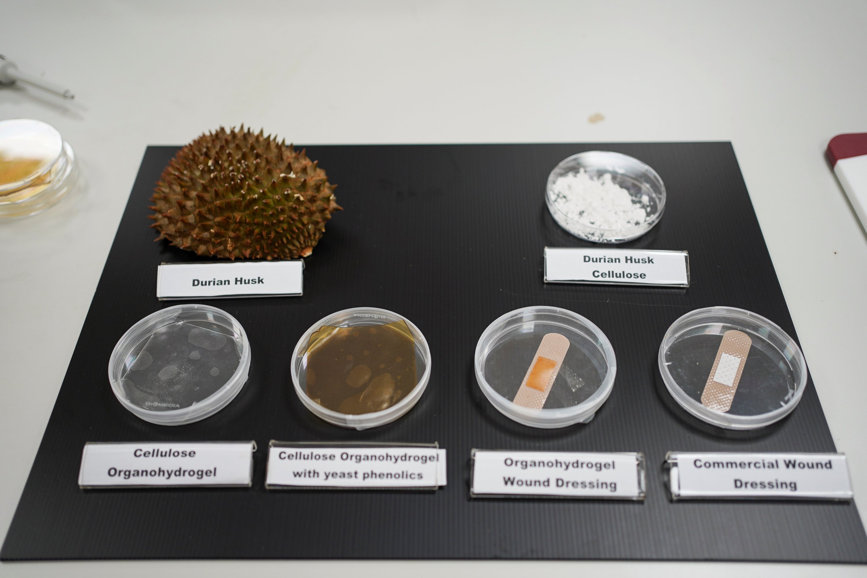 Petri dish containing different steps and procedures by Nanyang Technology University (NTU) to turn durian husks into antimicrobial bandages, in Singapore, Sept. 16, 2021. (Reuters Photo)