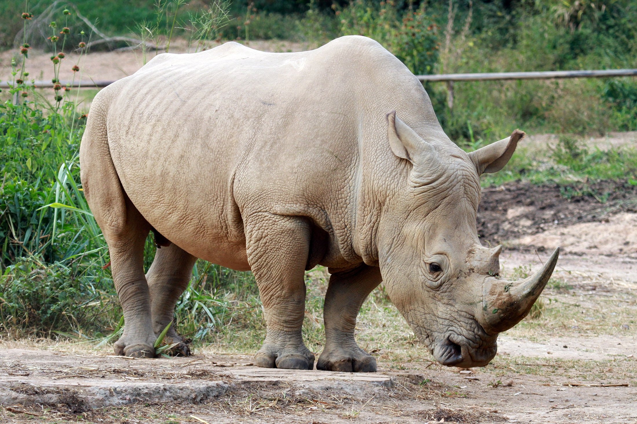 World Rhino Day: Uganda spearheads species comeback | Daily Sabah