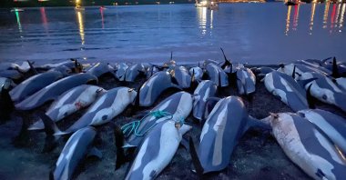 The carcasses of dead white-sided dolphins lie on a beach after being pulled from the blood-stained water on the island of Eysturoy, part of the Faroe Islands, Sept. 12, 2021. (Sea Shepherd via AP)