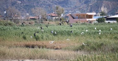 Three new birds species have been spotted in the Milleyha wetland area, Hatay, Turkey. (Photo by Cem Genco via Anadolu Agency)