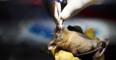 A researcher from the Institut Pasteur du Cambodge takes an oral swab from a bat that was captured at Chhngauk Hill in Thala Borivat District, Steung Treng Province, Cambodia, Aug. 30, 2021. (Reuters Photo)