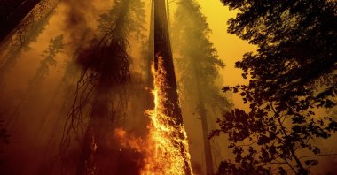Flames lick up a tree as the Windy Fire burns in the Trail of 100 Giants grove in Sequoia National Forest, California, U.S., Sept. 19, 2021. (AP Photo)