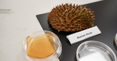 Durian husk and petri dish containing cellulose hydrogel sheet made out of durian husk with yeast phenolics are seen in Singapore, Sept. 16, 2021. (Reuters Photo)
