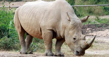 A southern white rhinoceros in Uganda (Shutterstock Photo)