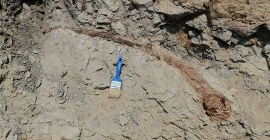 The elephant tusk is seen in the Buldan district, Denizli, southwestern Turkey, Sept. 18, 2021. (AA Photo) 