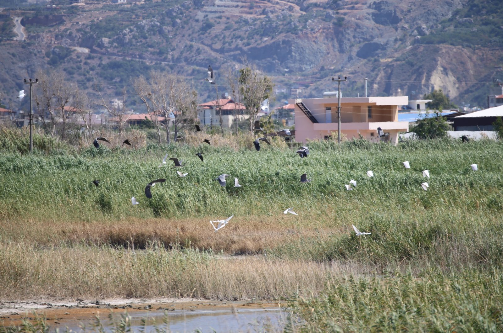 Three new birds species have been spotted in the Milleyha wetland area, Hatay, Turkey. (Photo by Cem Genco via Anadolu Agency)