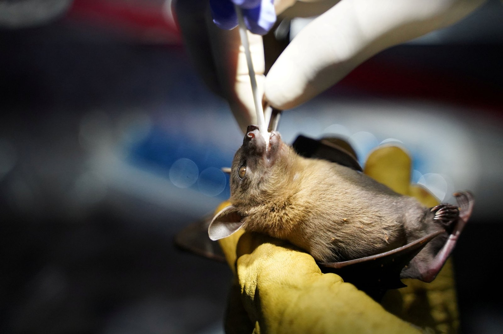 A researcher from the Institut Pasteur du Cambodge takes an oral swab from a bat that was captured at Chhngauk Hill in Thala Borivat District, Steung Treng Province, Cambodia, Aug. 30, 2021. (Reuters Photo)