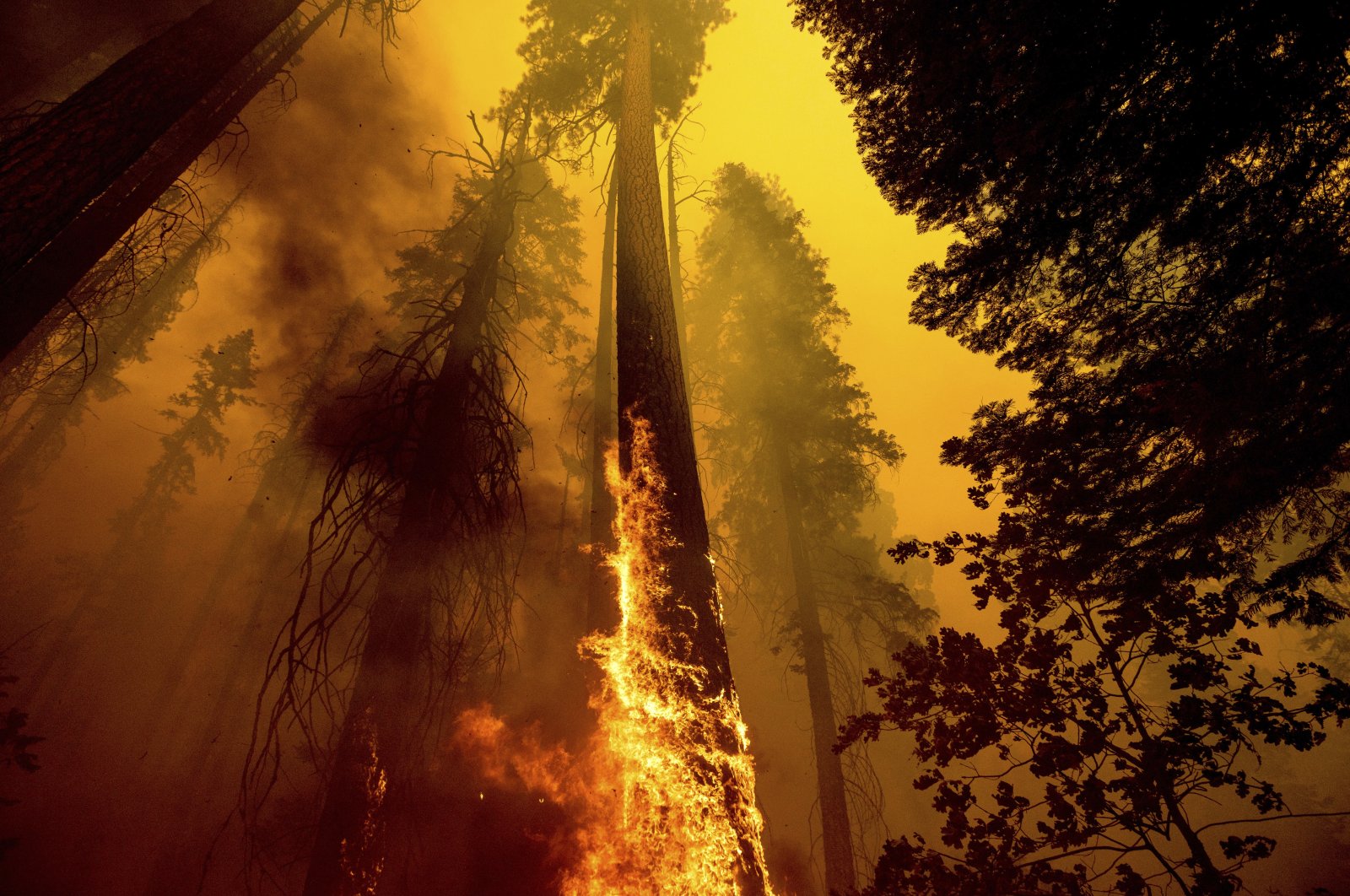 Flames lick up a tree as the Windy Fire burns in the Trail of 100 Giants grove in Sequoia National Forest, California, U.S., Sept. 19, 2021. (AP Photo)