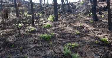 A view of plants growing after wildfires were put out in a forest in Manavgat, Antalya, southern Turkey, Sept. 19, 2021. (DHA Photo)