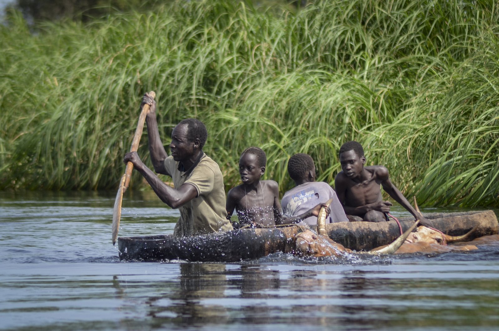 A father and his sons transport cows from a flooded area to drier ground using a dugout canoe, in Old Fangak county, Jonglei state, South Sudan, Nov. 25, 2020. (AP Photo)