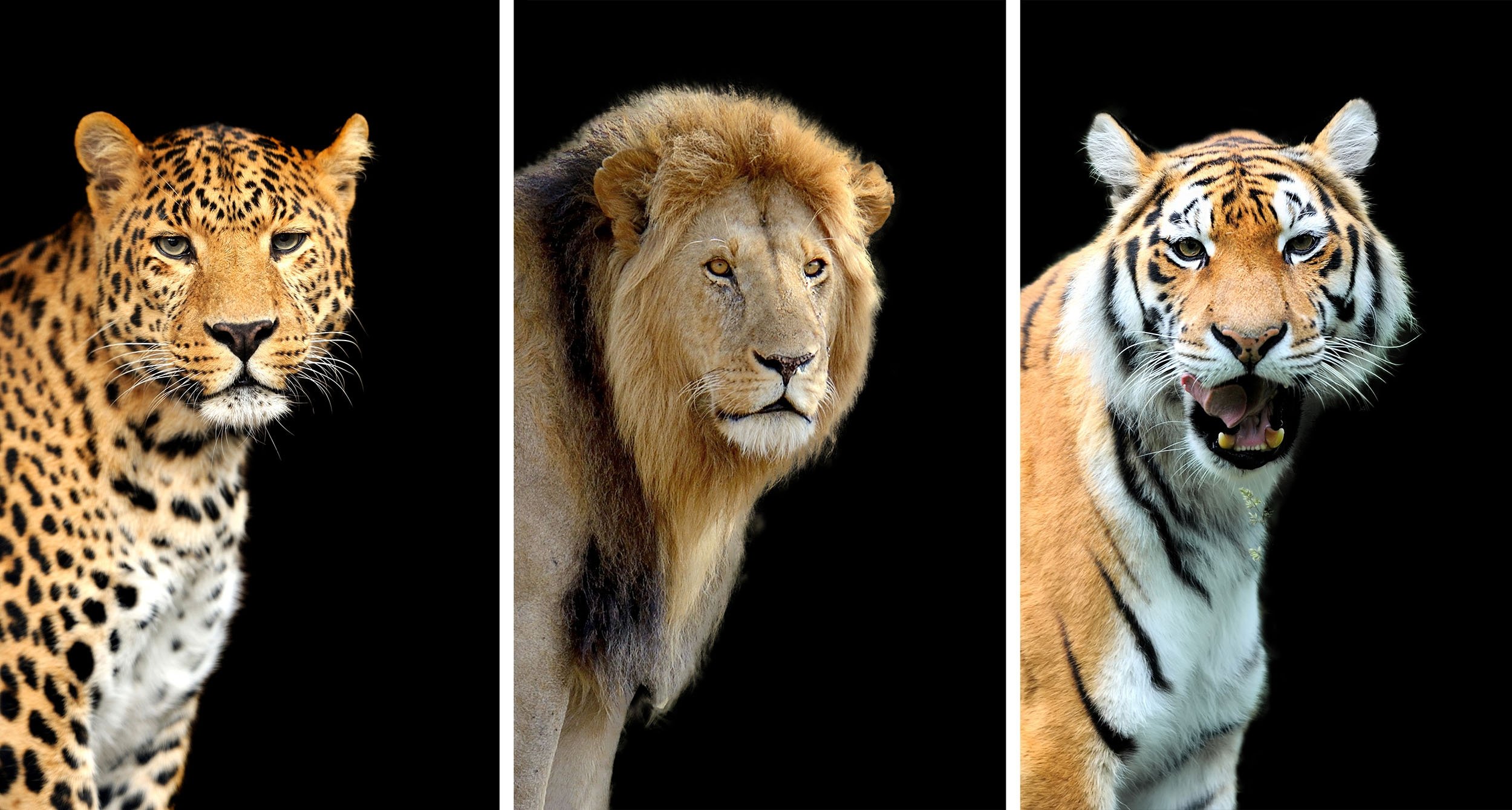 Tigers: The world's largest cats