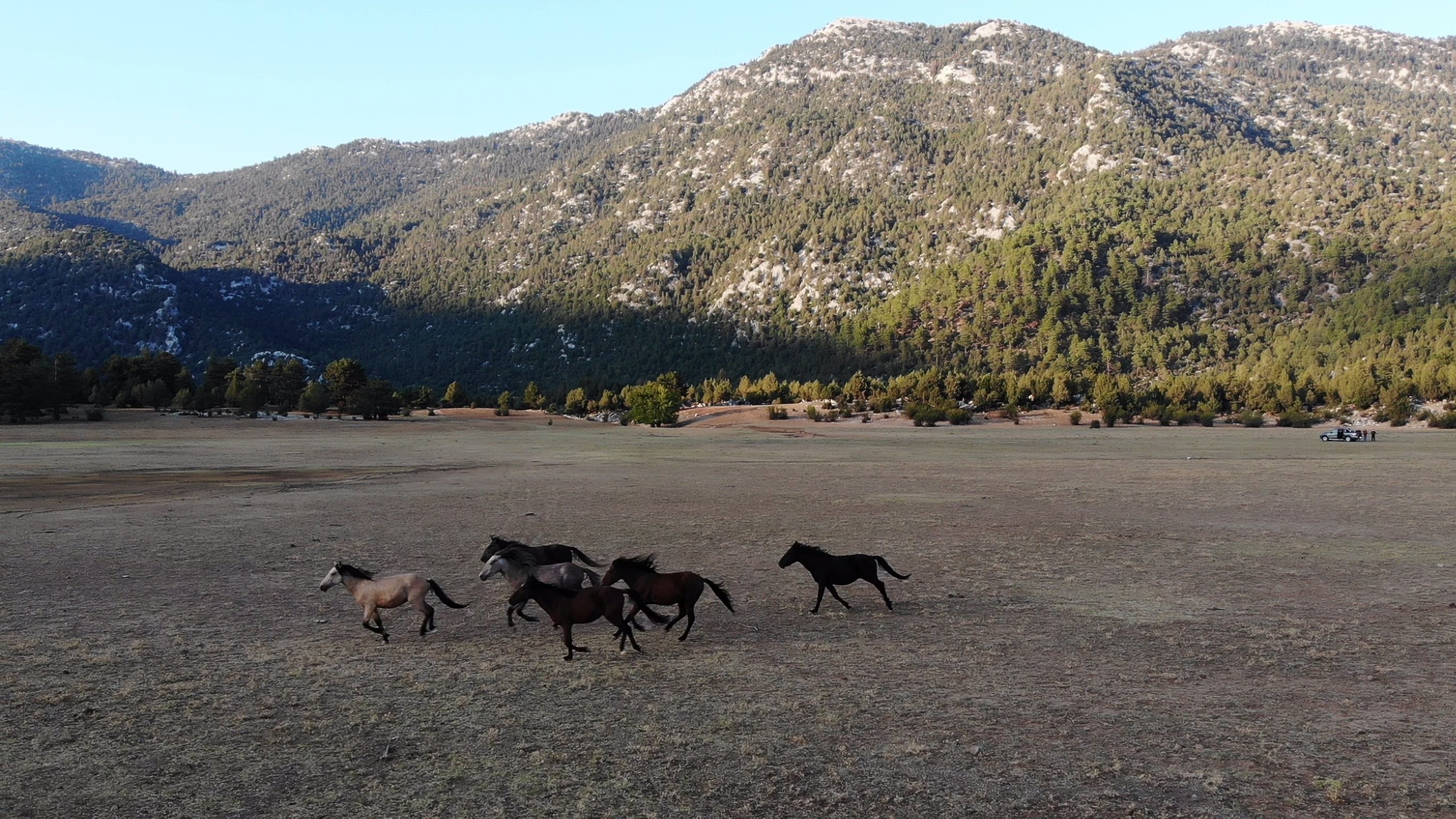 A view of wild horses in Ibradı district, in Antalya, southern Turkey, Sept. 22, 2021. (IHA Photo)