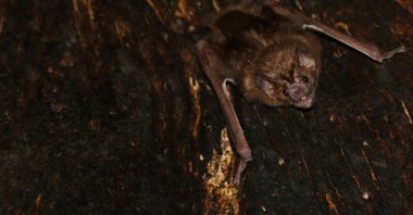 A vampire bat is seen roosting inside a tree in Tole, Panama, 2018.  (Reuters Photo)