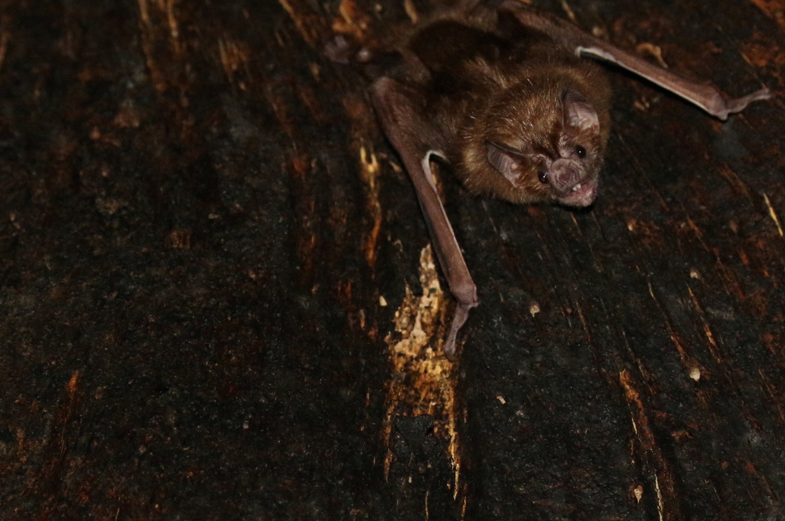 A vampire bat is seen roosting inside a tree in Tole, Panama, 2018.  (Reuters Photo)