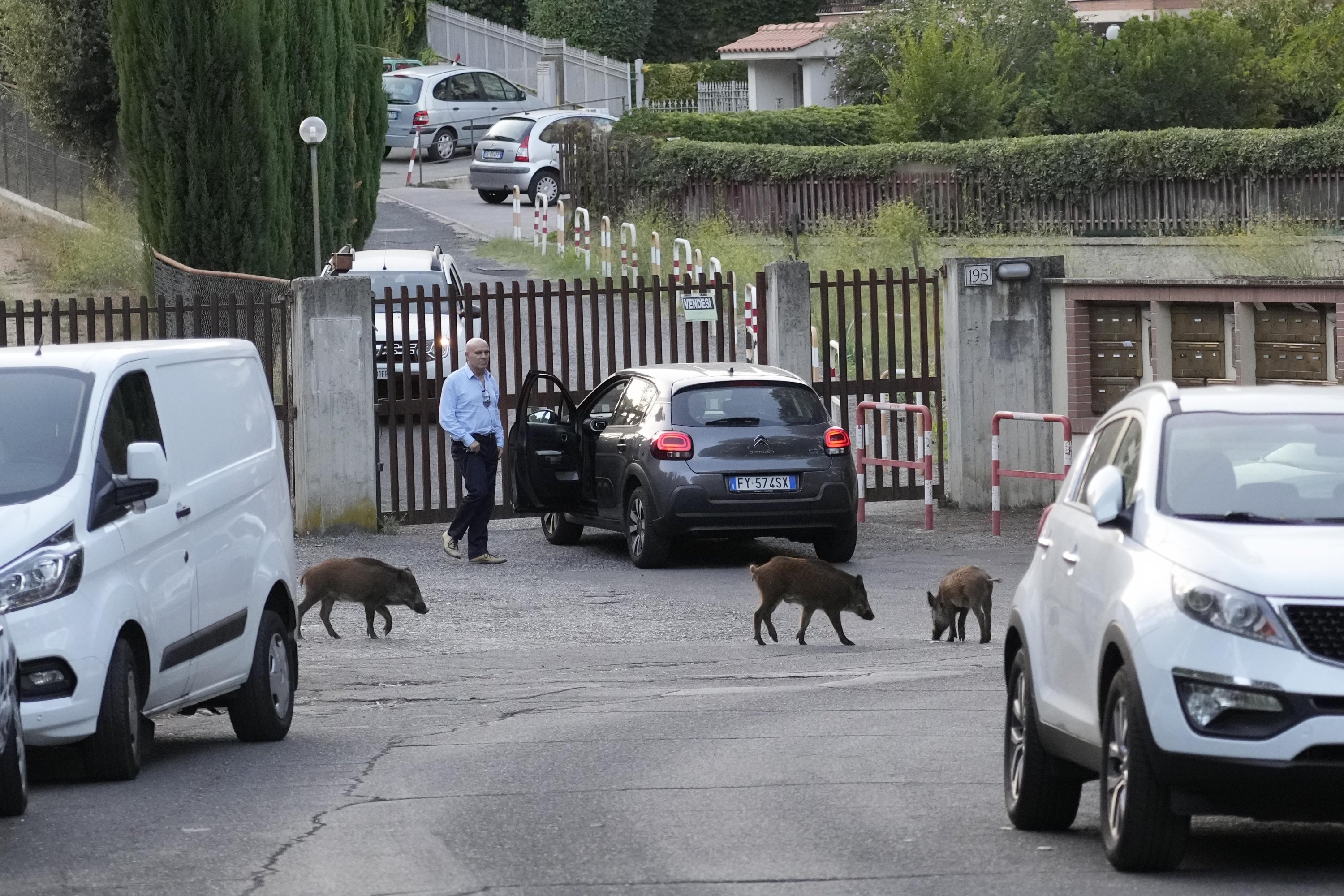 Wild boars cross a street in Rome, Italy, Sept. 24, 2021. (AP Photo)