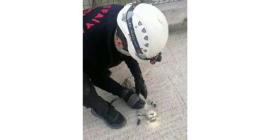 The fireman applies heart massage to a cat whose heart stopped after being stuck in between two buildings in northwestern Turkey's Kocaeli on Sept. 26, 2021 (IHA Photo)