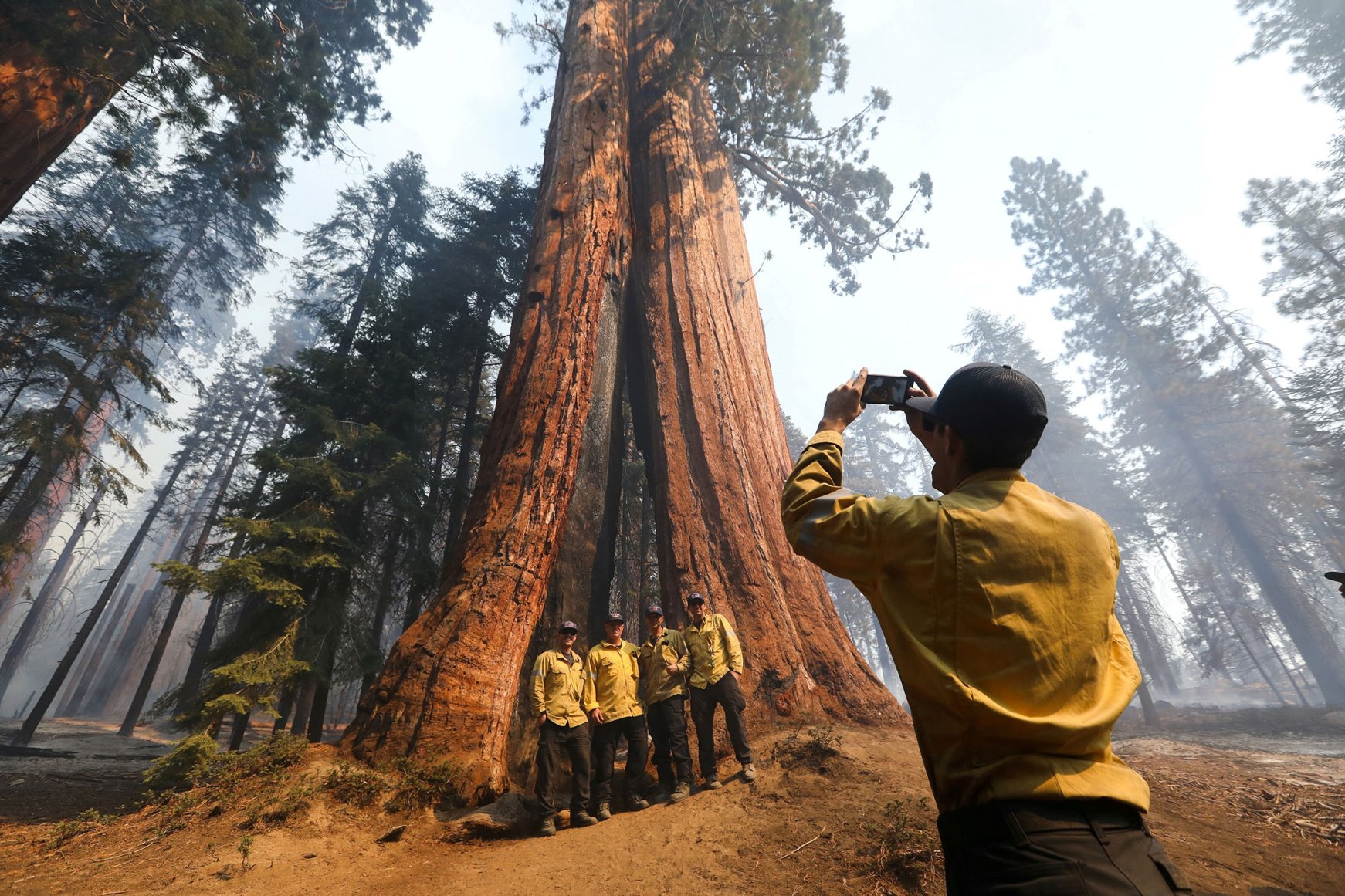 Iconic sequoia forest in California threatened by wildfires | Daily Sabah