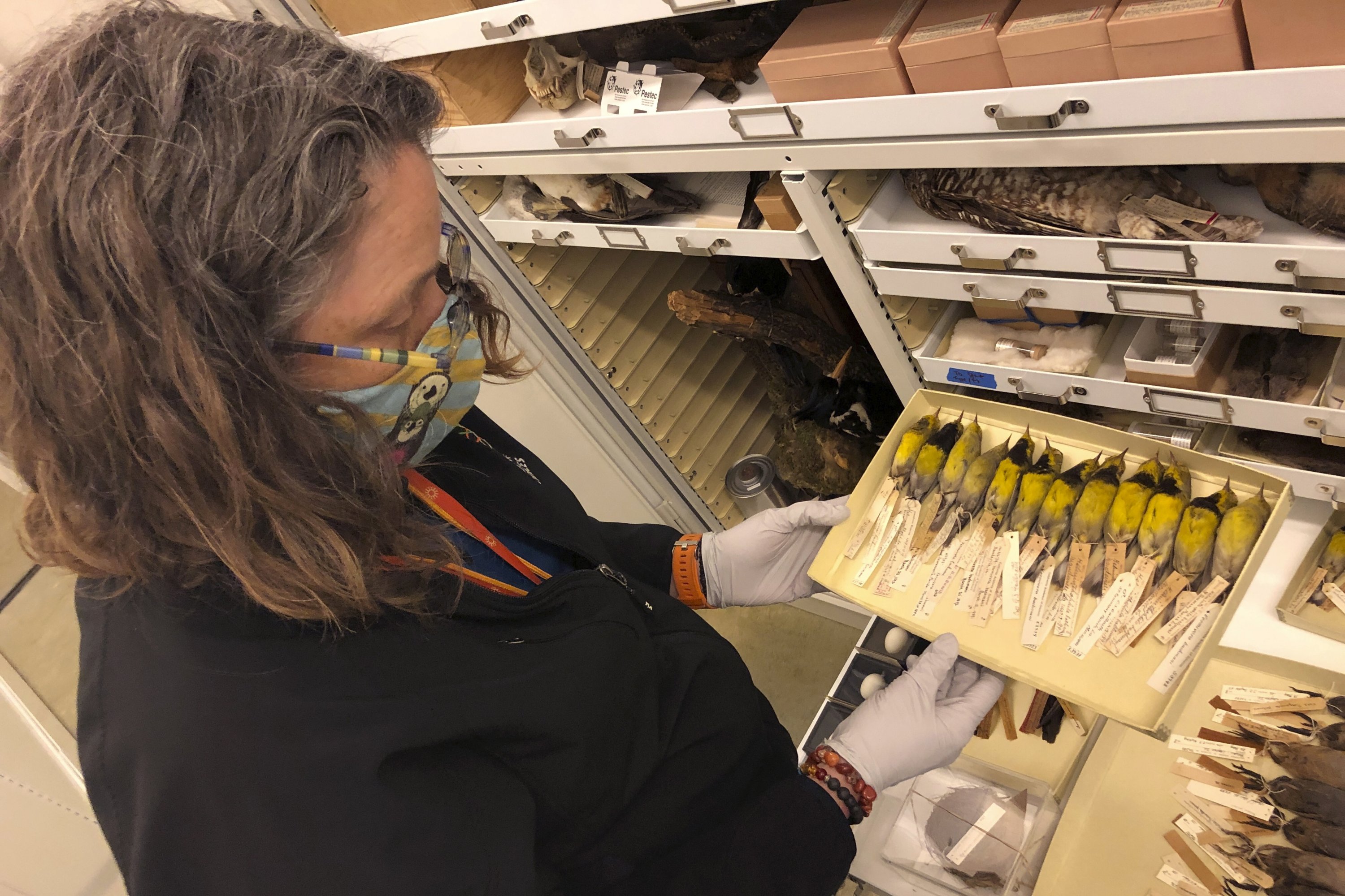 Moe Flannery, senior collections manager for ornithology and mammalogy at the California Academy of Sciences, holds a tray containing Bachman's warblers in their specimen collection in San Francisco, U.S., Sept. 24, 2021. (AP Photo)