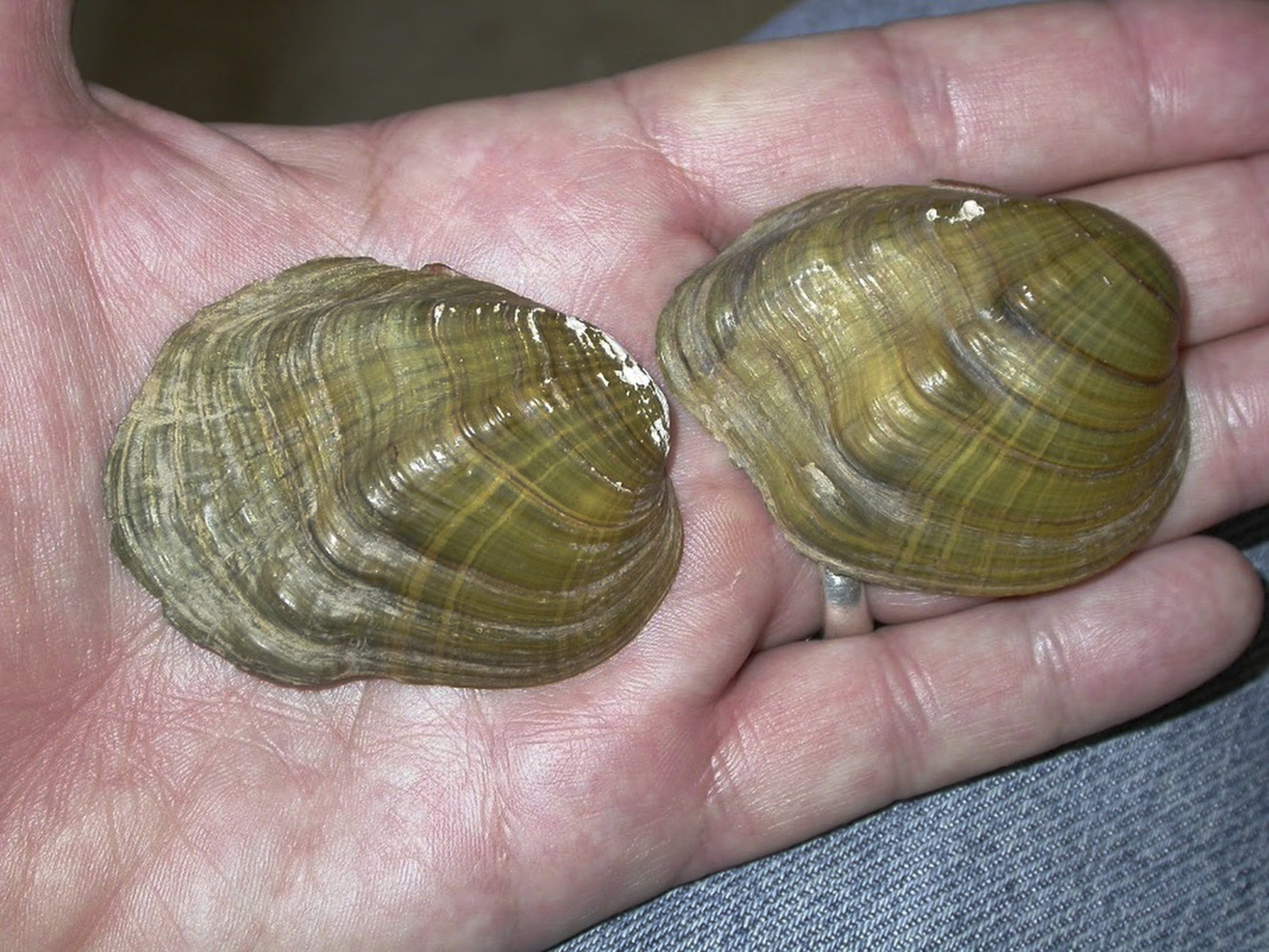 In this May 10, 2005, photo, shells from tubercled-blossom pearly mussels (Epioblasma torulosa) collected from the Ohio River are held at Chase Studio in Cedarcreek, Missouri, U.S., The freshwater mussel is among 23 species that U.S. wildlife officials say have gone extinct. (AP Photo)