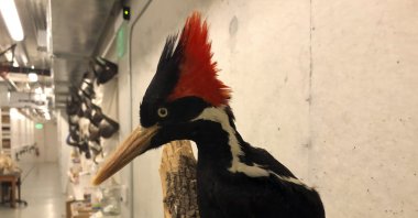 An ivory-billed woodpecker specimen is on a display at the California Academy of Sciences in San Francisco, U.S., Sept. 24, 2021. (AP Photo)
