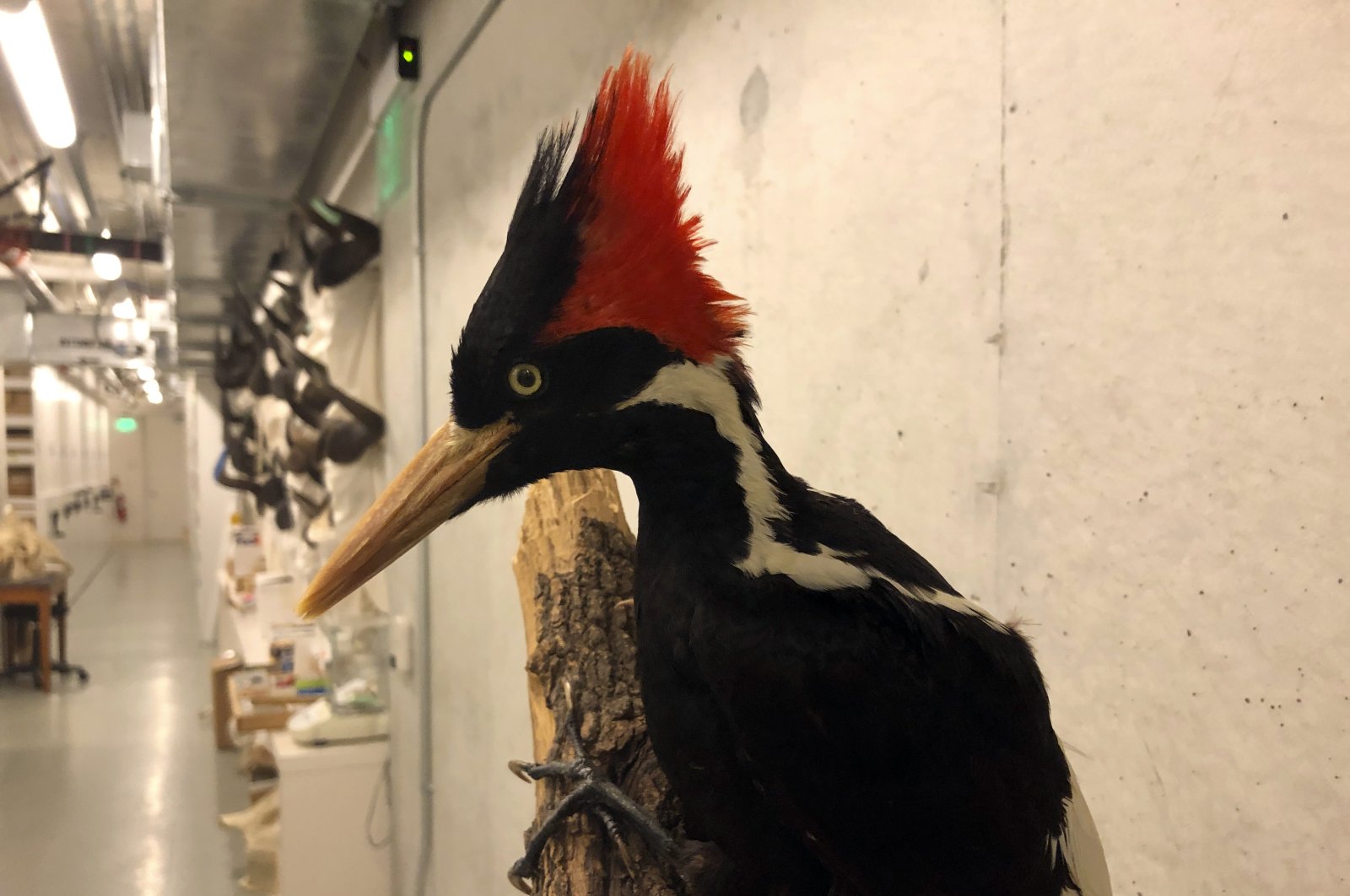 An ivory-billed woodpecker specimen is on a display at the California Academy of Sciences in San Francisco, U.S., Sept. 24, 2021. (AP Photo)