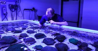 A staff member works on restoring Florida's coral reefs at the Florida Coral Rescue Center in Orlando, Florida, U.S., Sept. 20, 2021. (AFP Photo)