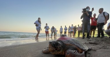 People watch as a loggerhead sea turtle fitted with a tracking device is released, in Antalya, southern Turkey, Sept. 28, 2021. (AA PHOTO)
