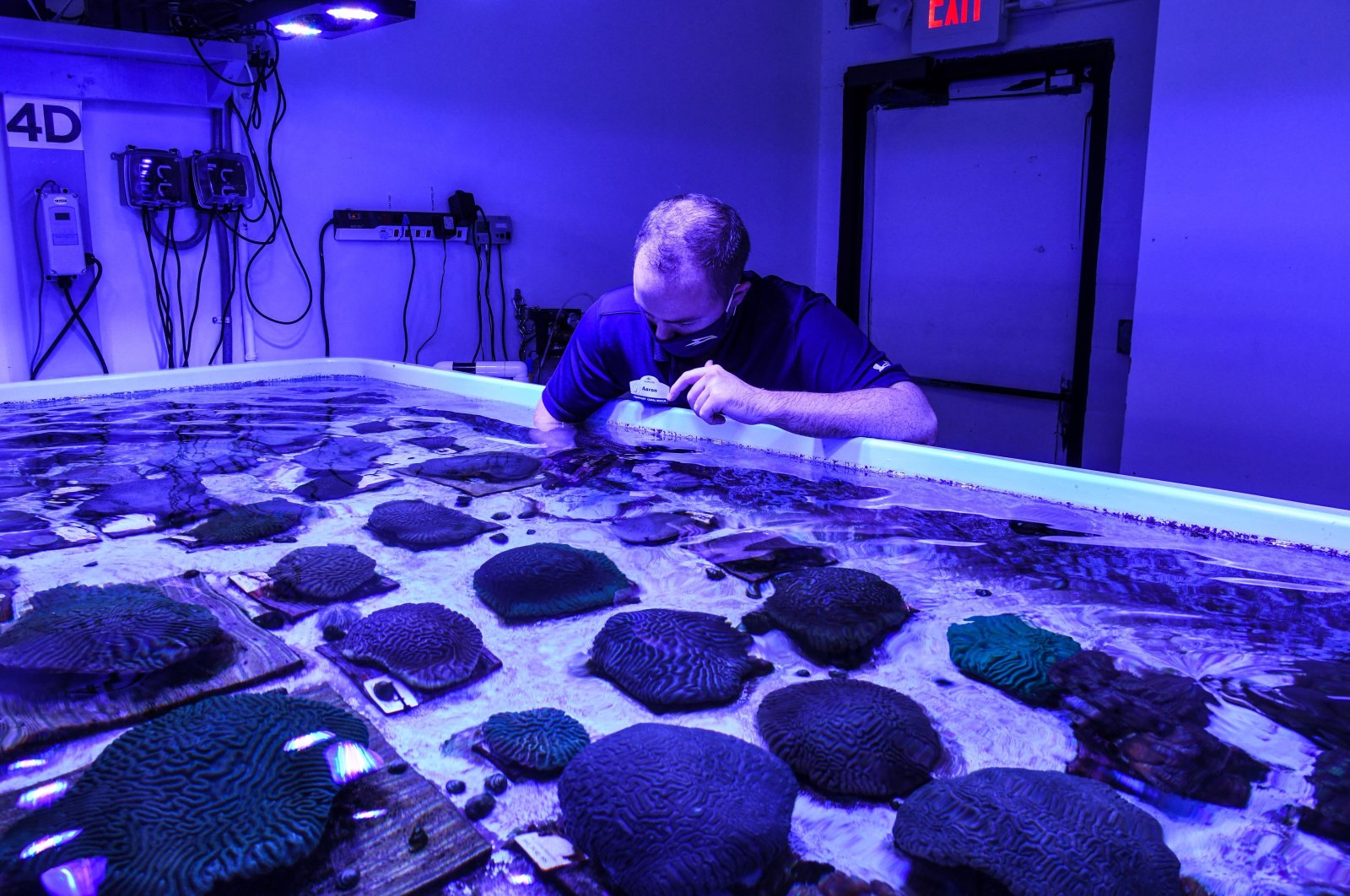 A staff member works on restoring Florida's coral reefs at the Florida Coral Rescue Center in Orlando, Florida, U.S., Sept. 20, 2021. (AFP Photo)