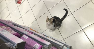 "Nokta" the street cat waits patiently by the pet food section in a local market to fool sympathetic customers into buying him a quick meal, Kadıköy, Istanbul, Turkey, Oct. 2, 2021. (DHA Photo)
