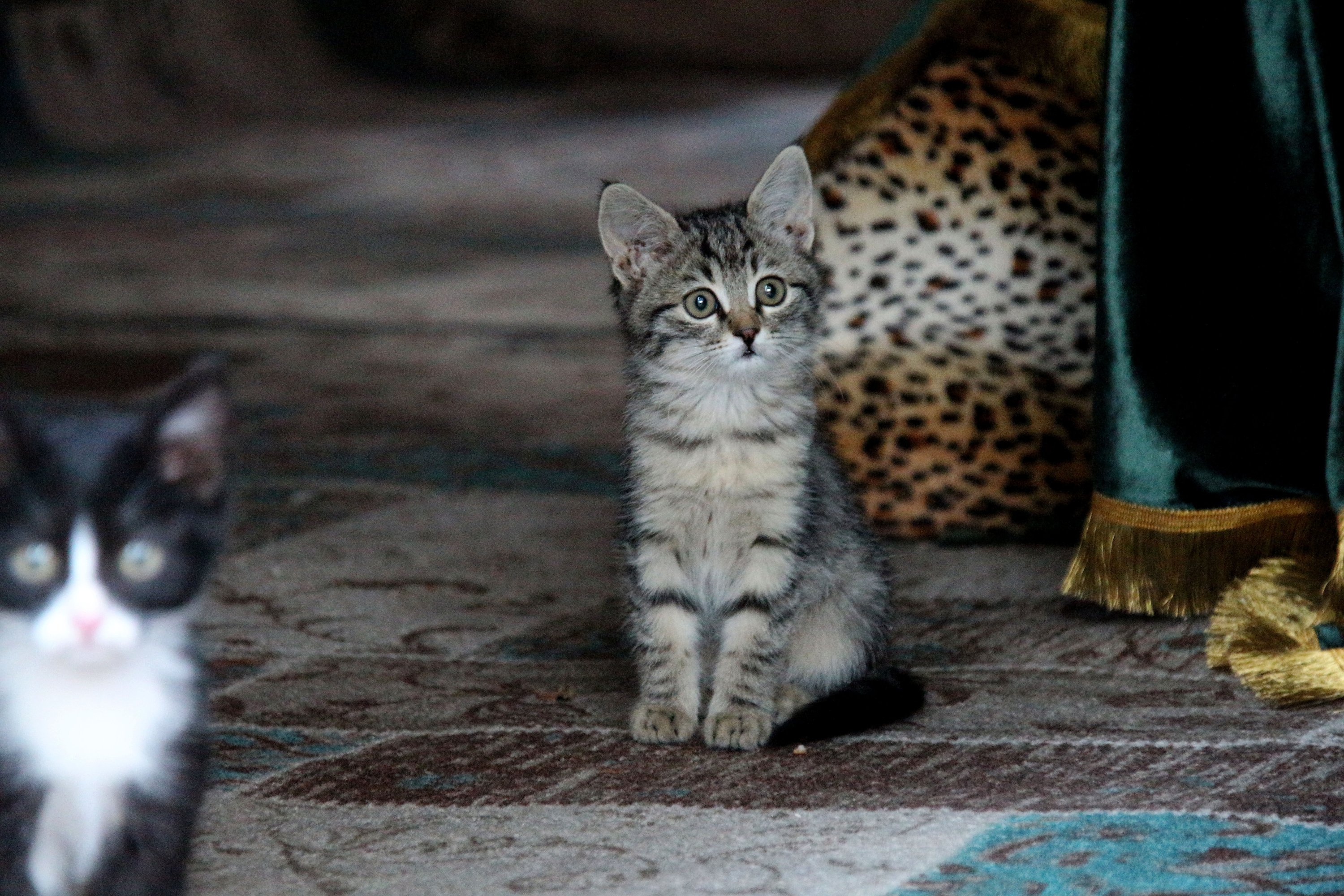Cats photographed near the sandukas in the tomb of Pir Esad Sultan, Konya, central Turkey, Oct. 3, 2021. (AA Photo) 