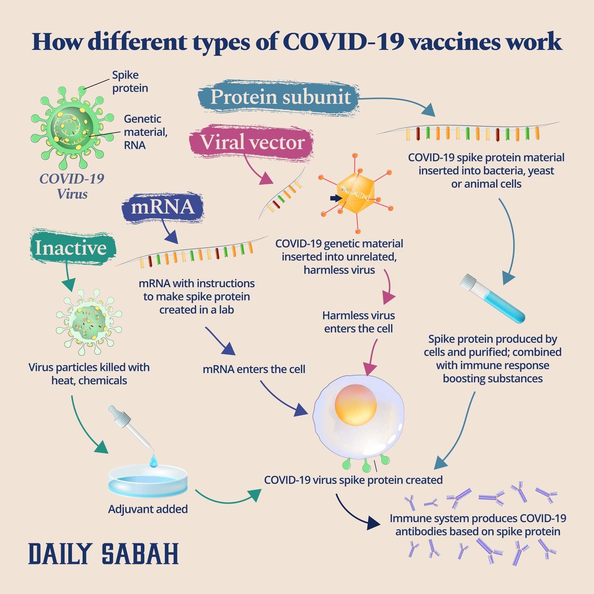 Infographic shows how the mRNA, inactivated, protein subunit and vector COVID-19 vaccines work. (Daily Sabah) 