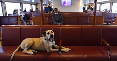 Street dog Boji sits in a ferry that runs between the city's Asian and European sides, Istanbul, Turkey, Oct. 5, 2021. (Reuters Photo)
