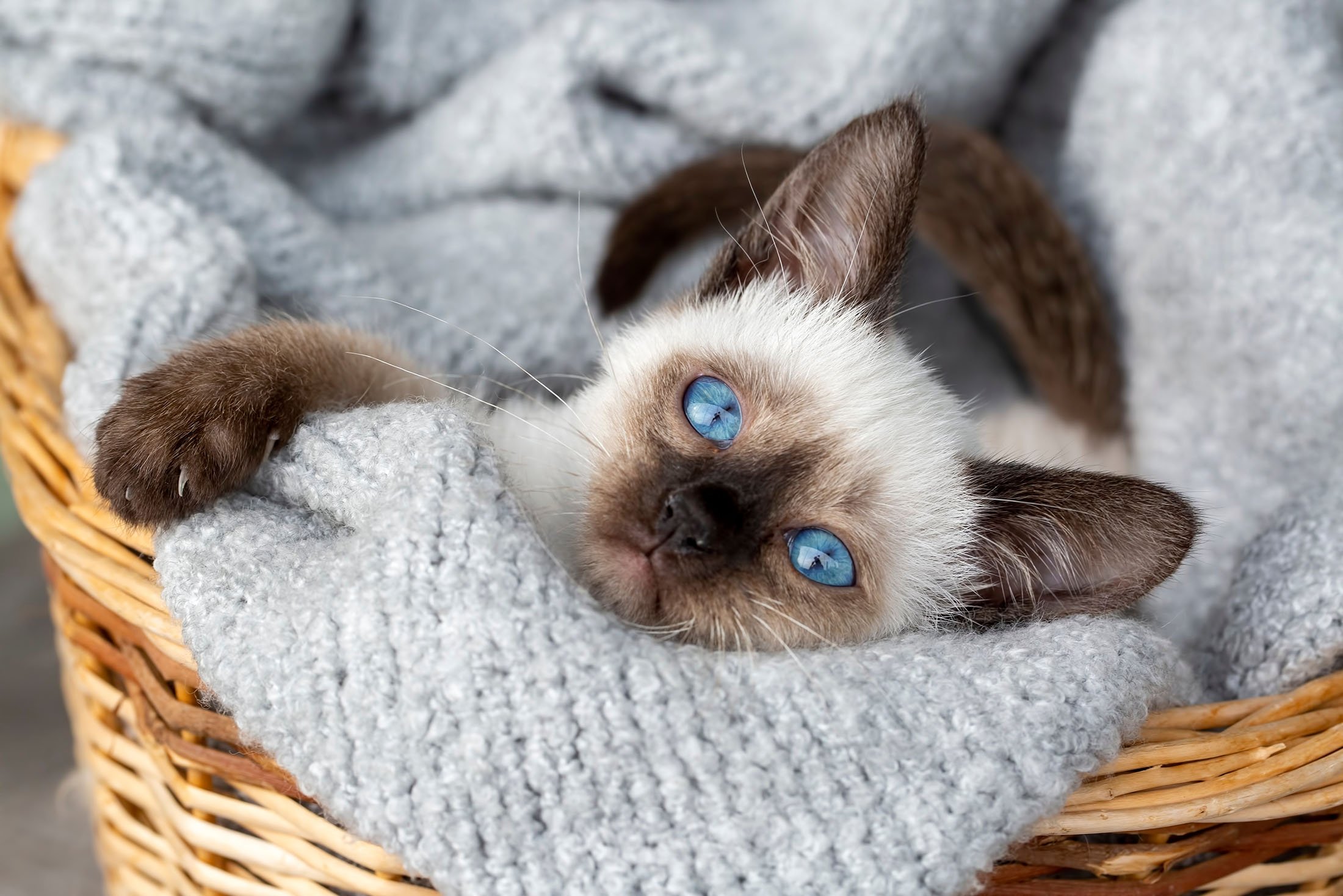 Very small cat store breeds