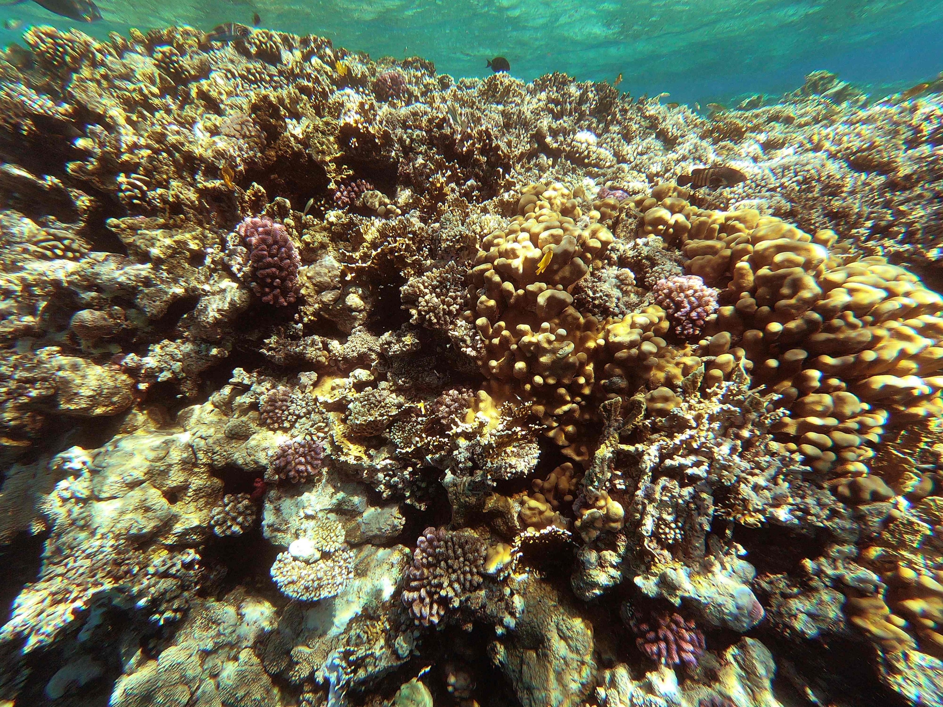 A coral reef near Egypt