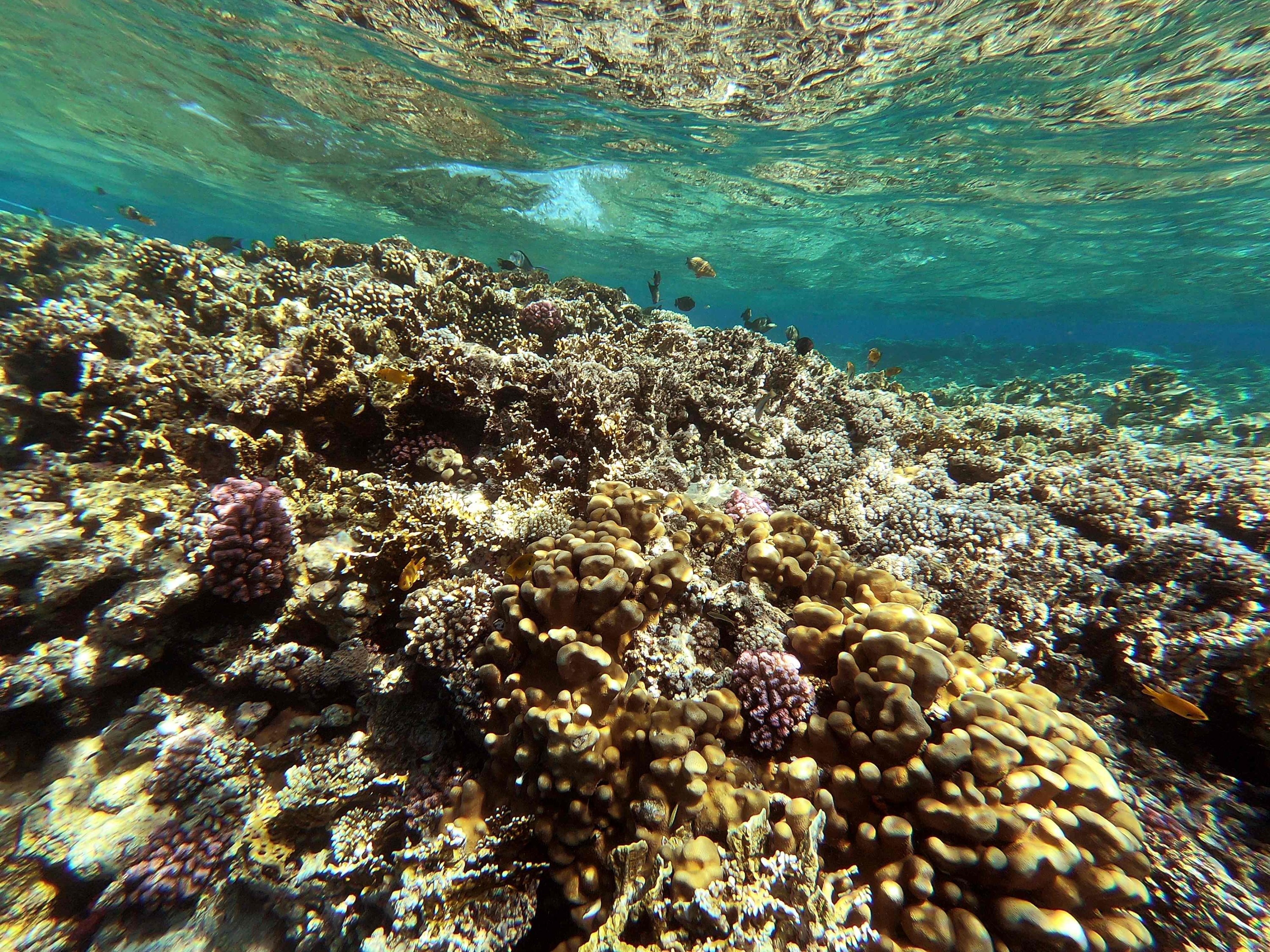 A view of a coral reef near Egypt