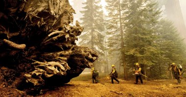 Firefighters battle the Windy Fire as it burns in the Trail of 100 Giants grove of Sequoia National Forest, California, U.S., Sept. 19, 2021. (AP Photo)