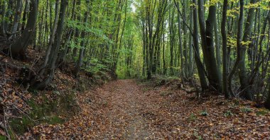 A beautiful road in Polonezköy Nature Park. (Shutterstock Photo)