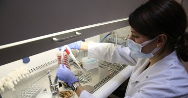A researcher examine fish and shrimp at the laboratory, in Istanbul, Turkey, Oct. 8, 2021. (AA PHOTO)