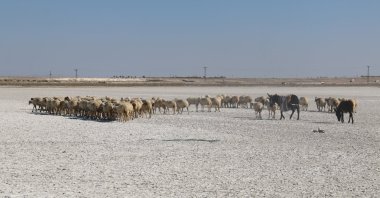 Animals walk over a part of the lake once filled with water, in Aksaray, central Turkey, Oct. 8, 2021. (AA PHOTO)